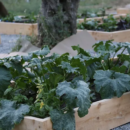 Bed & Breakfast Emirsoy Harasi 3*