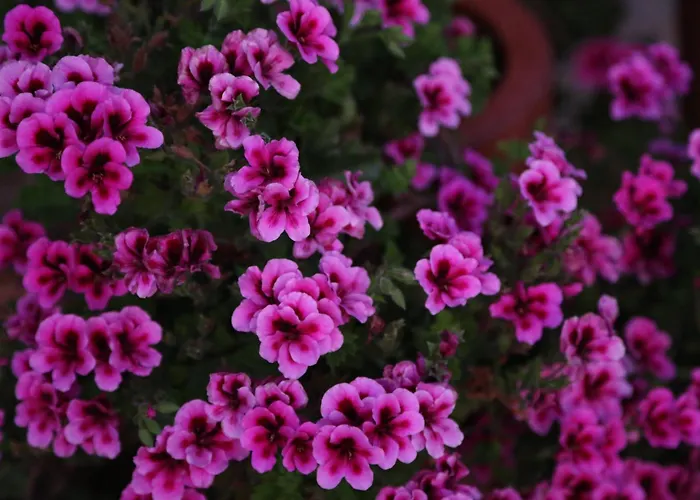 Emirsoy Harasi Bed & Breakfast Bademler