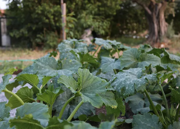 Bed & Breakfast Emirsoy Harasi