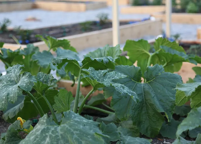 Emirsoy Harasi Bed & Breakfast 3*