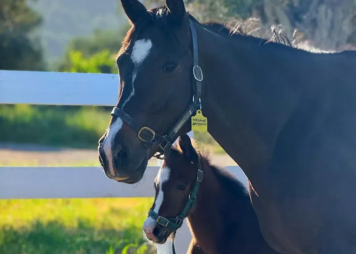 Emirsoy Harasi Bed & Breakfast 3*