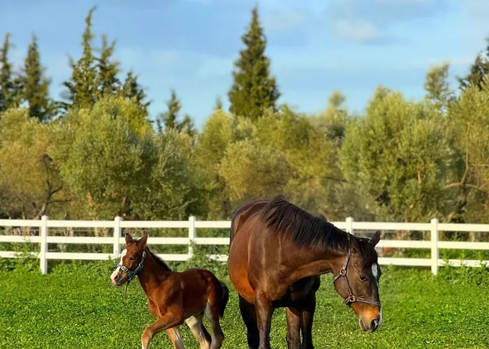 Emirsoy Harasi Bed & Breakfast Bademler