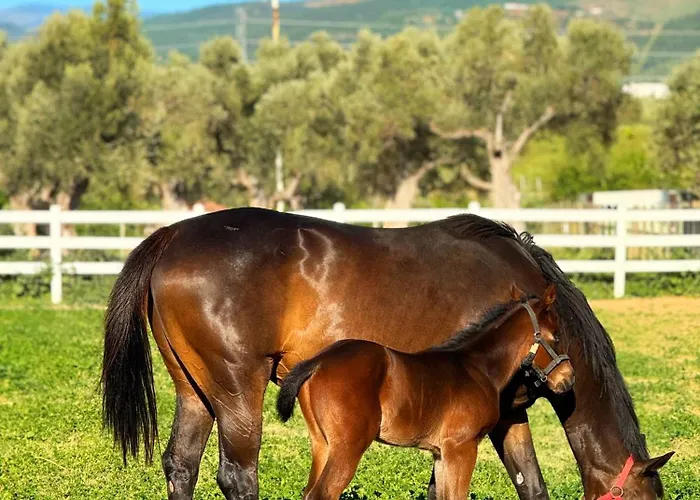 Bed & Breakfast Emirsoy Harasi 3*