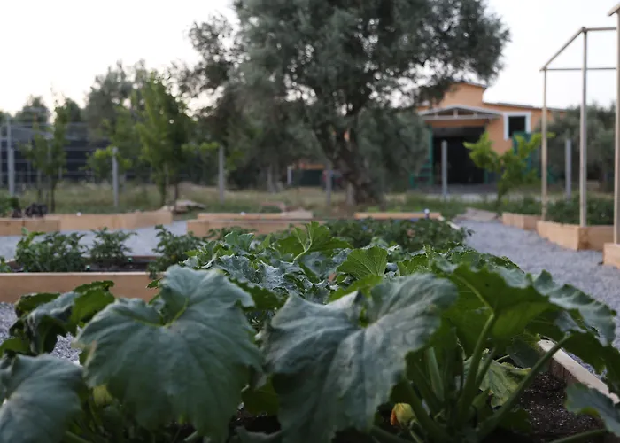 Emirsoy Harasi Bademler