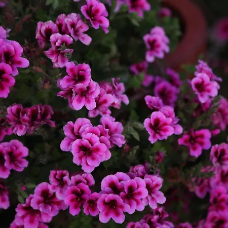 Emirsoy Harasi Bed & Breakfast Bademler