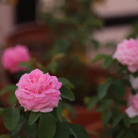 Bed & Breakfast Emirsoy Harasi