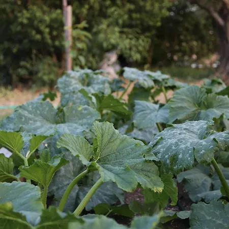 Bed & Breakfast Emirsoy Harasi