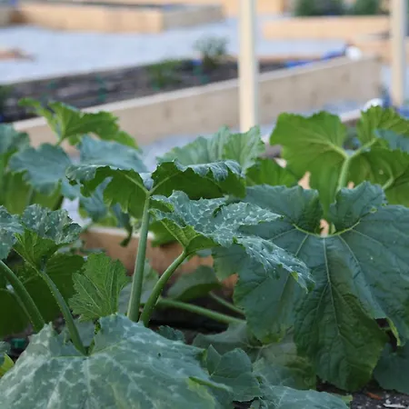 Emirsoy Harasi Bed & Breakfast 3*