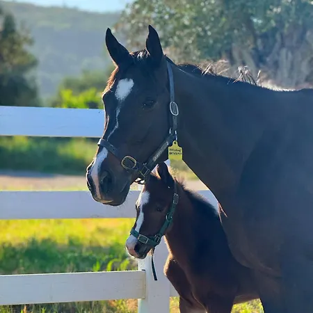 Emirsoy Harasi Bed & Breakfast 3*