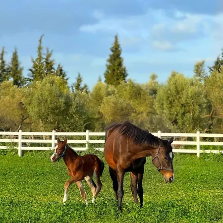 Emirsoy Harasi Bed & Breakfast Bademler