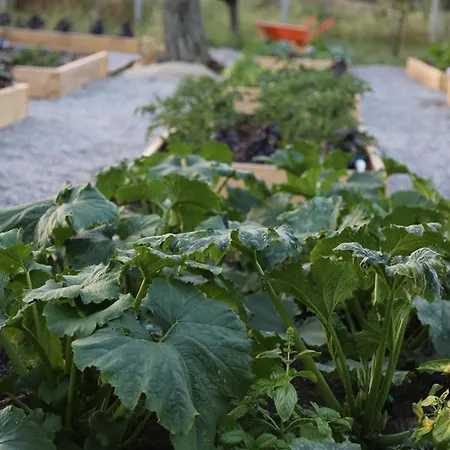 Bed & Breakfast Emirsoy Harasi Bademler