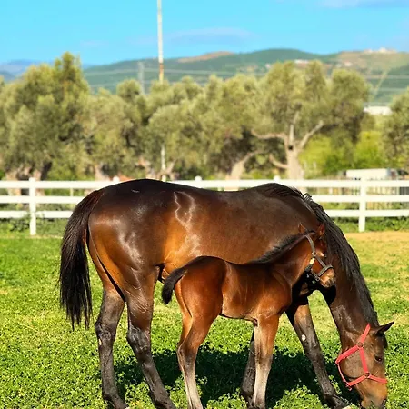 Bed & Breakfast Emirsoy Harasi 3*