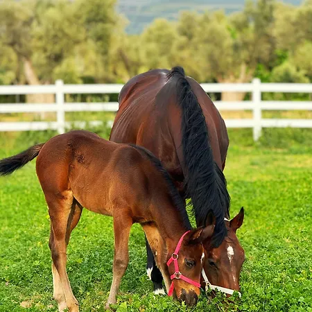 Emirsoy Harasi Bademler