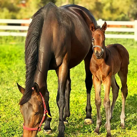 Emirsoy Harasi Bademler