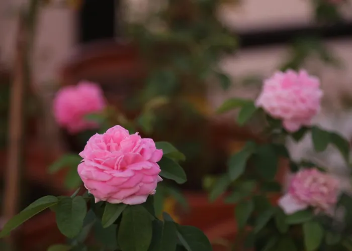 Bed & Breakfast Emirsoy Harasi