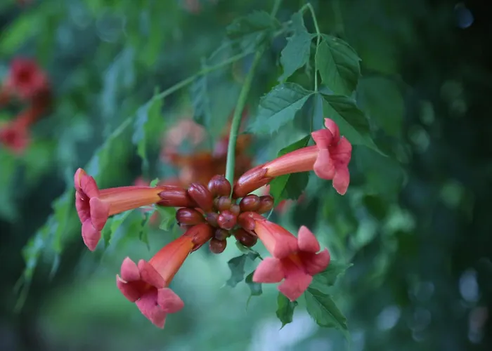 Bed & Breakfast Emirsoy Harasi Bademler