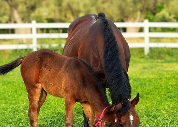 Emirsoy Harasi Bademler