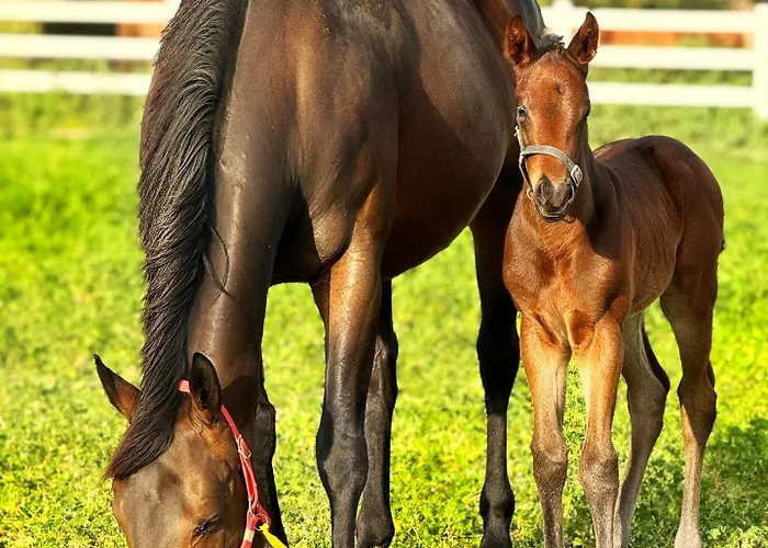 Emirsoy Harasi Bademler